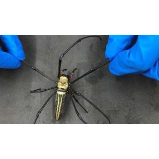 光纖測量血糖新突破